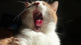 Cat Meows, Sneezes and Yawns