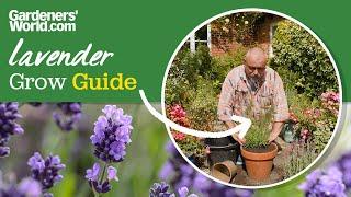 Growing and caring for LAVENDER plants | Planting, pruning, propagating and more