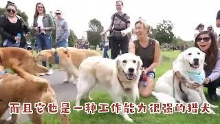 金毛寻回犬，温顺又服从性强的狗狗