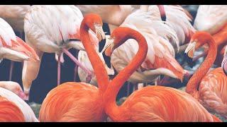 Andean flamingo mating dance |NATURE | 4K