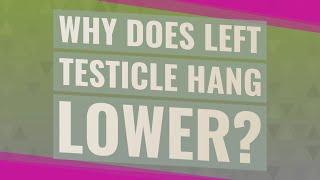 Why does left testicle hang lower?