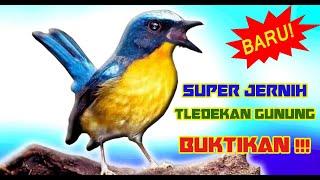 Mangrove-blue Flycacther Song (Cyornis rufigastra) HD Audio for Therapy & Bird Mastering