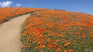 California poppy superbloom