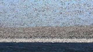 Snow Goose Migration