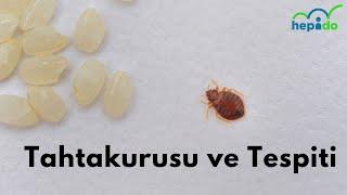 Tahtakurusu ve Tespiti