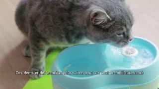 Cat H2O (français)