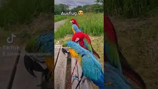 Ein Ausflug mit 4 Aras #shorts #papagei #papageien #parrot #happy