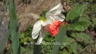 Unusual shade of peach and white Daffodils among Dutchmasters at wildfilmsindia Jabbarkhet