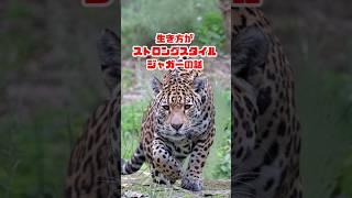 生き方がストロングスタイル！ジャガーの話#shorts #猛獣