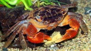 Naked Red Clawed Crabs Fight for Food!