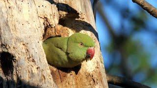 Rose-ringed Parakeets