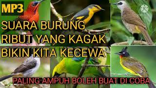 SUARA BURUNG RIBUT yang paling AMPUH dan tidak bikin kita kecewa saat pikat