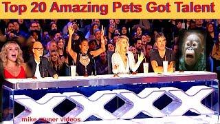 Best Top 20 Amazing Pet Animals Got Talent Auditions! This Video Has No Dislikes! Golden Dogs Cats!