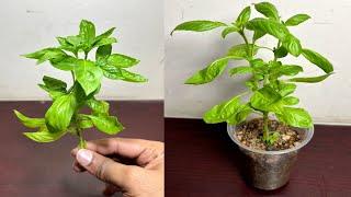 How to grow basil from cutting in soil | Propagate basil