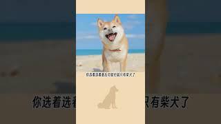 為什麼大家都喜歡養柴犬 #狗狗 #柴柴 #萌寵 #dog #熱門 #生活日常 #狗 #柴犬 #萌宠 #shorts