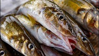 How to Catch a King George whiting in Shallow Water