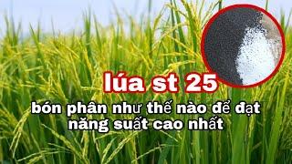 Lúa st 25 - Kỹ thuật bón phân giúp lúa đạt năng suất tối đa | lê chung vlog
