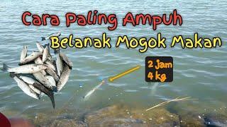 Mancing Belanak Di Laut Pake Botol | 2 jam 4 kg....!!!