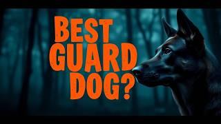 Don't Get a Belgian Malinois... Until You Know This! | Belgian Malinois Facts You Must Know!