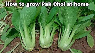 Growing Pak Choi at Home / Easy for Beginners