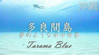 【多良間島 ダイビング】SHU先生と泳ぐ！！リゾート開発されていない離島の海で最高の体験