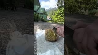 Dedicated to DURIAN lovers and those who have not seen the inside of it Ever tried durian? #durian