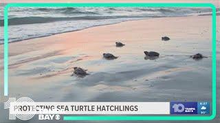Local nonprofit makes sure sea turtle hatchlings find their way home after 4th of July fireworks