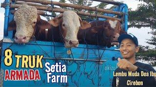 8 TRUK Sapi Monster Lembu Muda Doa Ibu Cirebon Turun Dari Armada Setia Farm