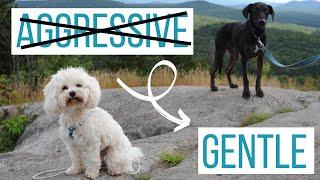 REACTIVE MALTIPOO SPENDS 6 DAYS W/ ANOTHER DOG! How Rosco's Behavior Changed Aggressive to Playful