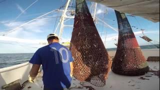 NOAA Fisheries Service Galveston Laboratory Shrimp Fishery Observer Protocol