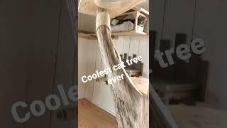 Coolest Cat Tree Ever! #Shorts #cattree #cats