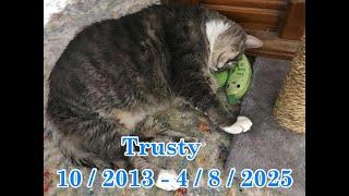 Trusty - R.I.P. Buddy 04-09-2025 by StripeyD Friends of Felines Rescue Center (FFRC)