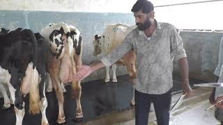 How To Make Low Cost Dairy Shed || ph  =9632222006 |Karnataka Progressive Dairy Farmer’s Association