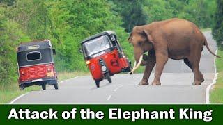 Attack of the Elephant King | हाथी राजा का हमला