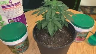 Gaia Green Organic Nutrients “TOP DRESSING”(Pink Kush) Week 4 Veg