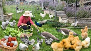 Essential Steps for Organic Chicken Raising: From Chicks to Eggs. Garden Harvest. Cook Healthy Meal
