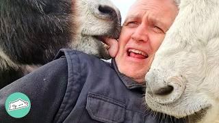 Goofy Donkeys Fight For Love From Man Who Saved Them | Cuddle Buddies