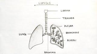 How to draw human Lungs easy | Lungs drawing tutorials idea | Lungs drawing science project