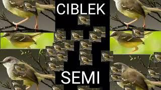 AUDIO PIKAT CIBLEK SEMI