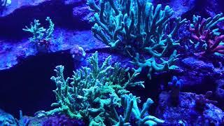 My 1200 litre reef tank (18 months)