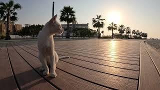 Jumeirah Beach | Dubai Cat 4k  2024