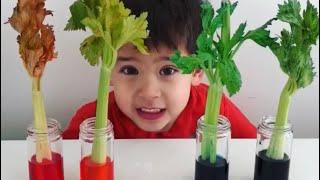 Celery Science Experiment - Simple Science For Kids - kids science experiment - Transpiration