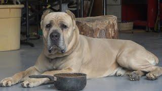 Cane Corso Eats : My dogs food Aggression update