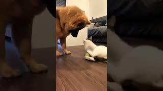 "Paws and claws"Who will give up first