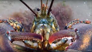 Lobsters At War! | Blue Planet | BBC Earth