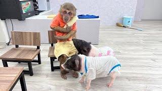 Busy week of YoYo JR and the two piglets