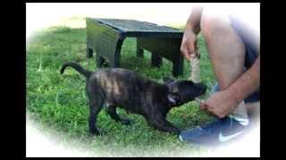 Knpv Ph1 Mido x Daisy (Berry II daughter) Belgian Malinois puppies