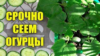 СРОЧНО ПОСЕЙТЕ ОГУРЦЫ ЧТОБЫ ПОЛУЧИТЬ ОЧЕНЬ РАННИЙ УРОЖАЙ!