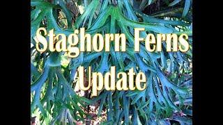 Staghorn Ferns Update After 7 Years