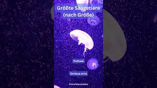 #Unterwasserwelten #meer #wissenswert